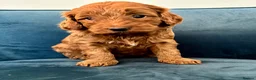 Australian Labradoodle dogs for sale: Australian Double Doodle Miniature puppies. - Advert 6