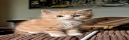 Mixed Breed cats for sale: Ginger and mix colour kittens for sale 🥰 - Advert 9