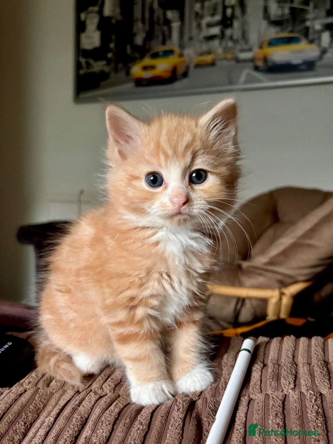 Mixed Breed cats for sale: Ginger and mix colour kittens for sale 🥰 - Advert 9