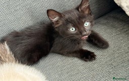 Mixed Breed cats for sale: 3 beautiful kittens - Image 5