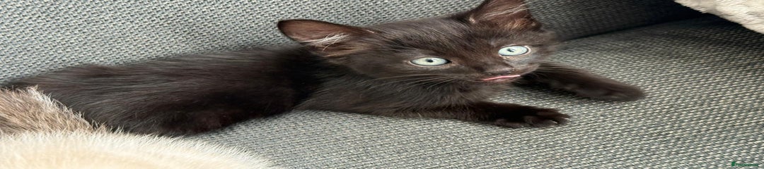 Mixed Breed Kitten 1 void