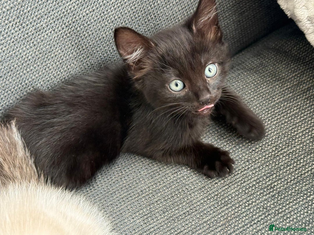 Mixed Breed cats for sale: 3 beautiful kittens - Image 5