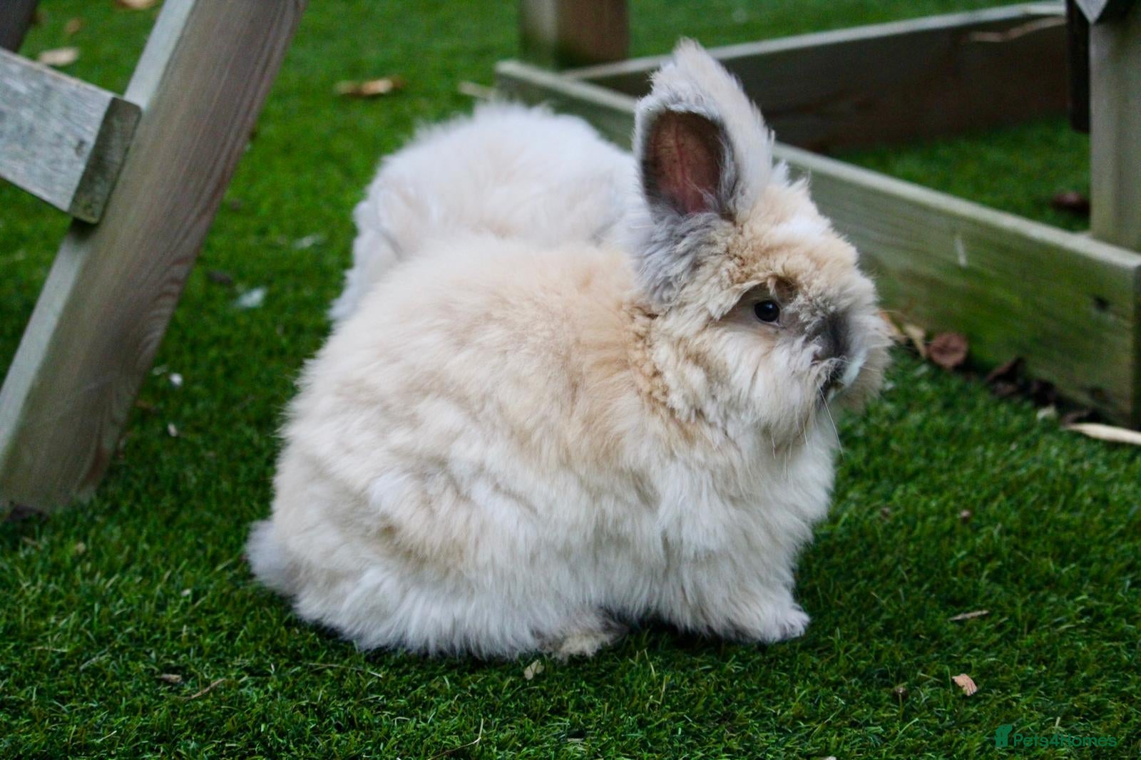 Angora rabbits English Angora pair  - Advert 1