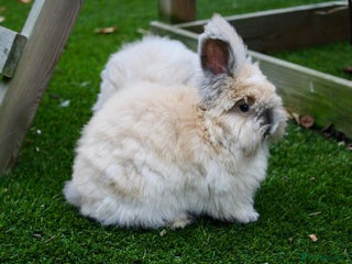 Angora rabbits English Angora pair - Advert 1