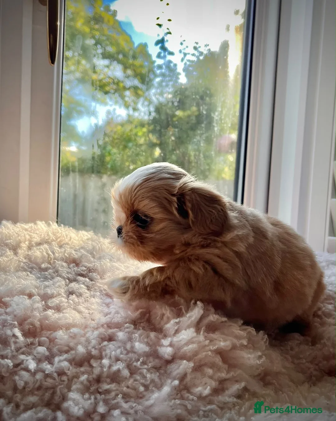 Shih Tzu dogs for sale: Four Beautiful Imperial Shih Tzu boys - Advert 2