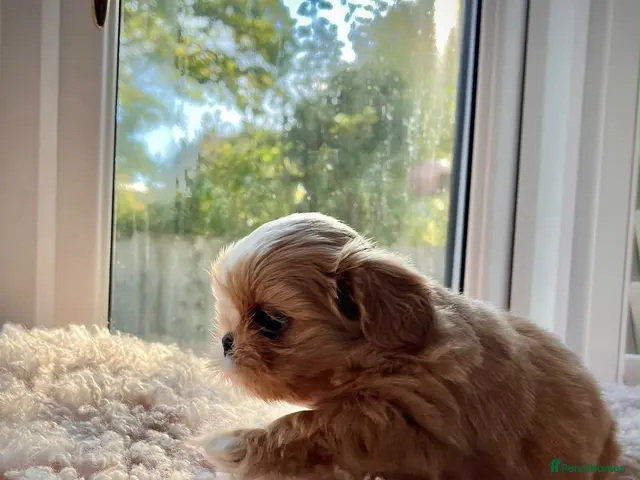 Shih Tzu dogs Four Beautiful Imperial Shih Tzu boys - Advert 2