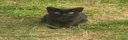British Shorthair cats for sale: Black Kittens  in Wembley - Advert 5