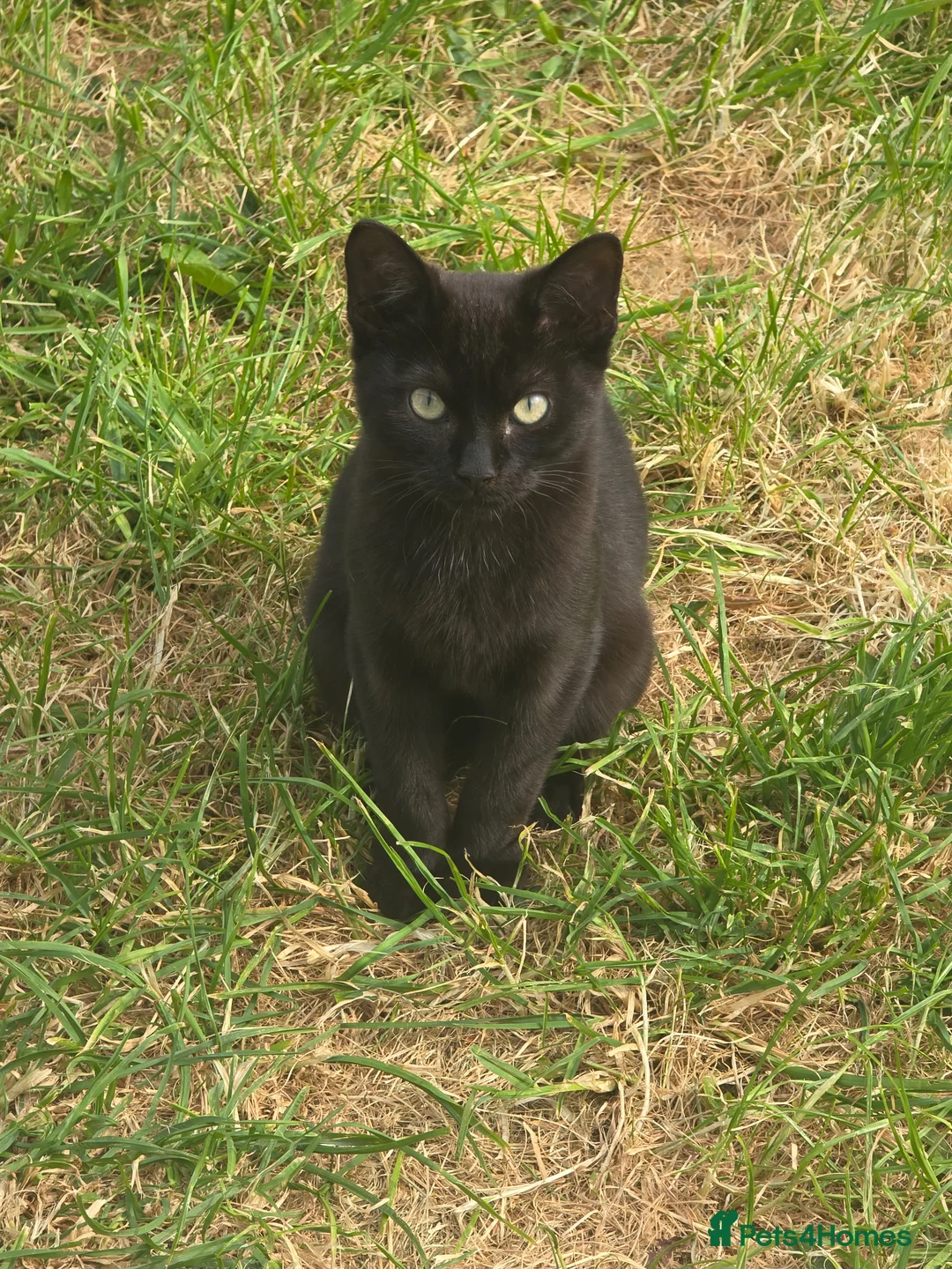 British Shorthair cats for sale: Black Kittens  in Wembley - Advert 5