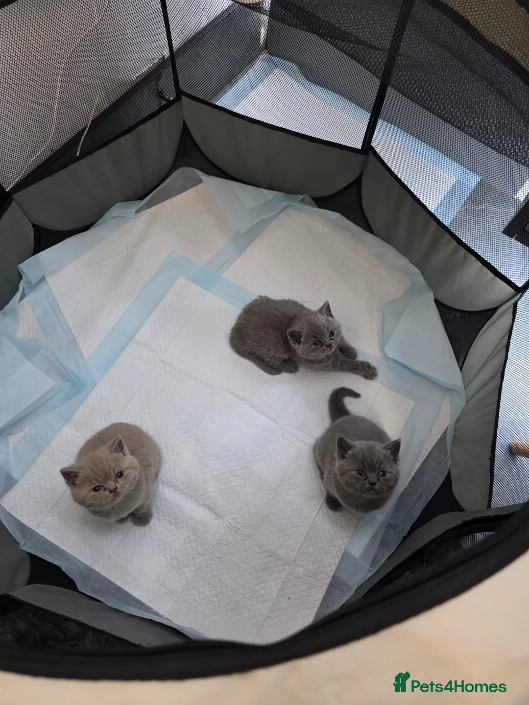British Shorthair cats for sale: Full Pedigree Championship British Shorthairs!!!!! - Advert 2