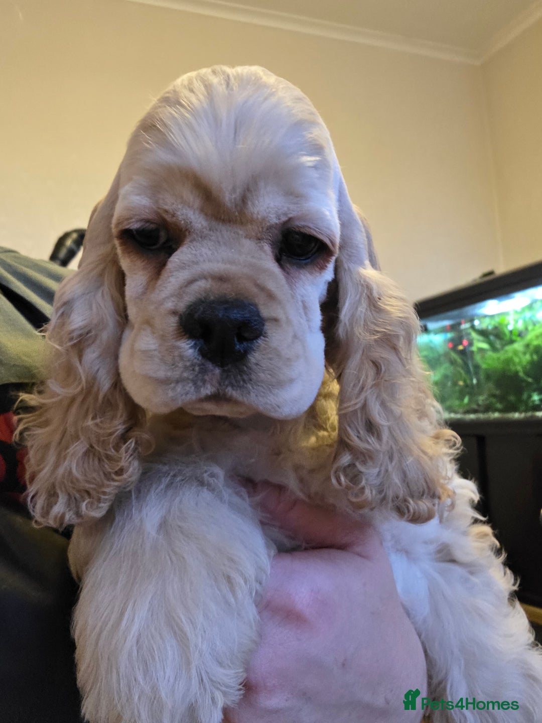 American Cocker Spaniel dogs for sale: Stunning Anerican Cocker spaniels girl - Advert 38