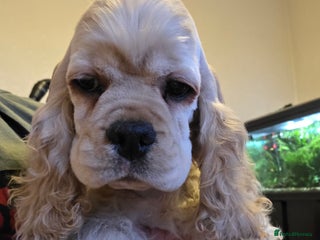 American Cocker Spaniel dogs - Advert 2