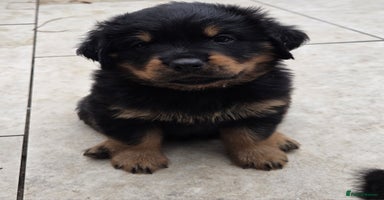Rottweiler dogs - Advert 10