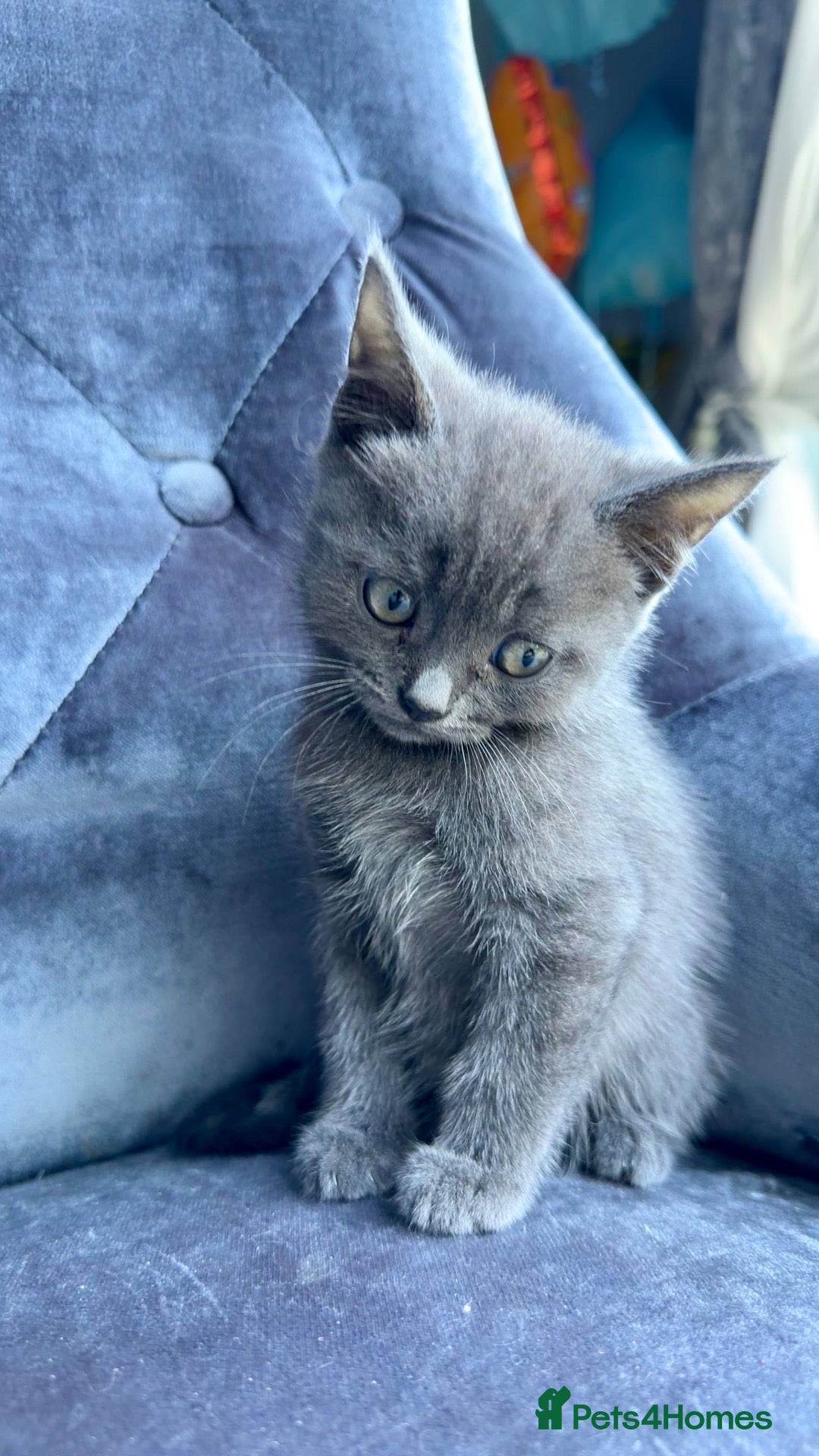 Domestic Shorthair cats for sale: 4Beautiful blue/grey Domestic Shorthair kittens 💕 - Advert 11