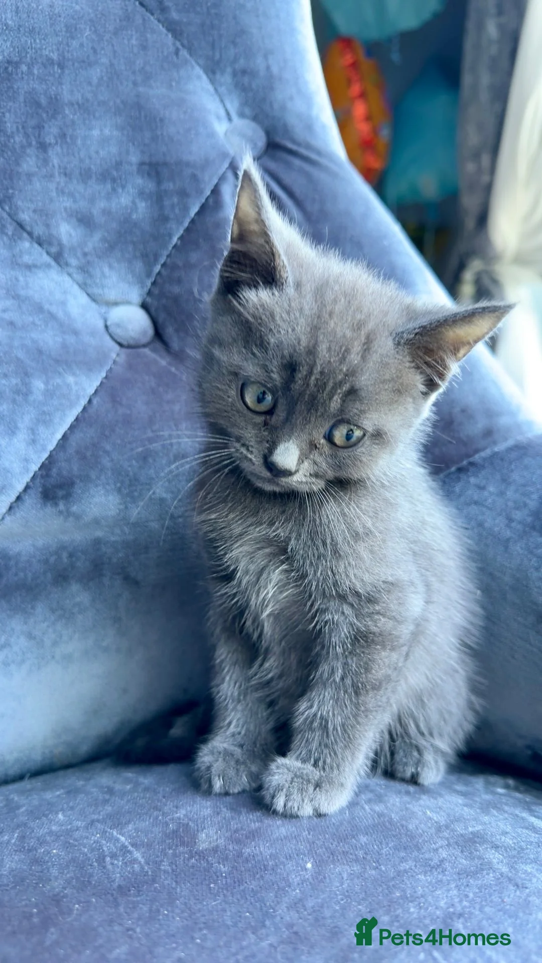 Domestic Shorthair cats for sale: 4Beautiful blue/grey Domestic Shorthair kittens 💕 - Advert 1