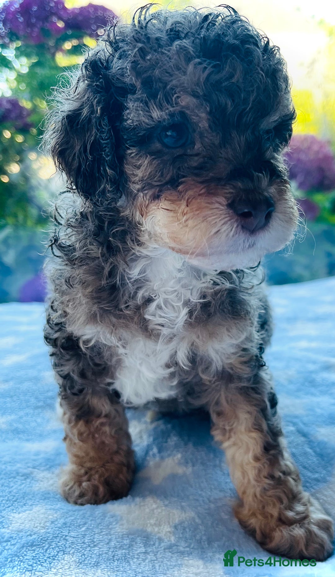 Cockapoo dogs for sale: Stunning fully DNA tested Cockapoo puppies - Image 27