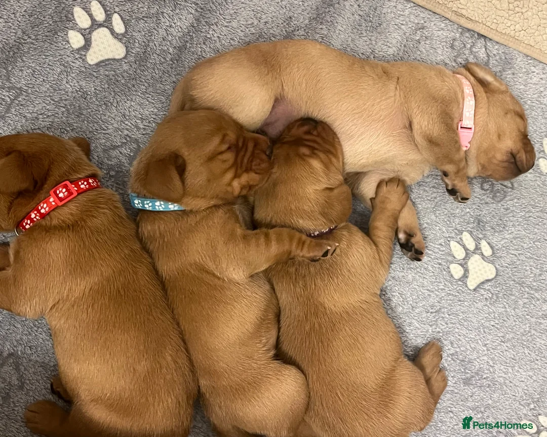 Labrador Retriever dogs for sale: KC Reg Fox Red Labrador Puppies. in New Malden - Advert 2