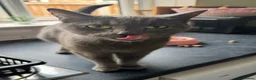 Domestic Shorthair cats for sale: Domestic short hair x Russian blue  - Advert 5