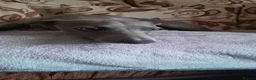 Whippet dogs for sale: Blue girl available  - Advert 3