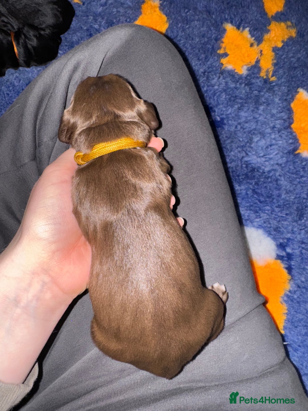 Sprocker dogs for sale: Sprocker Spaniel Puppies - Advert 11