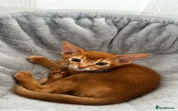 Abyssinian cats for sale: Abyssinian kittens  - Image 16