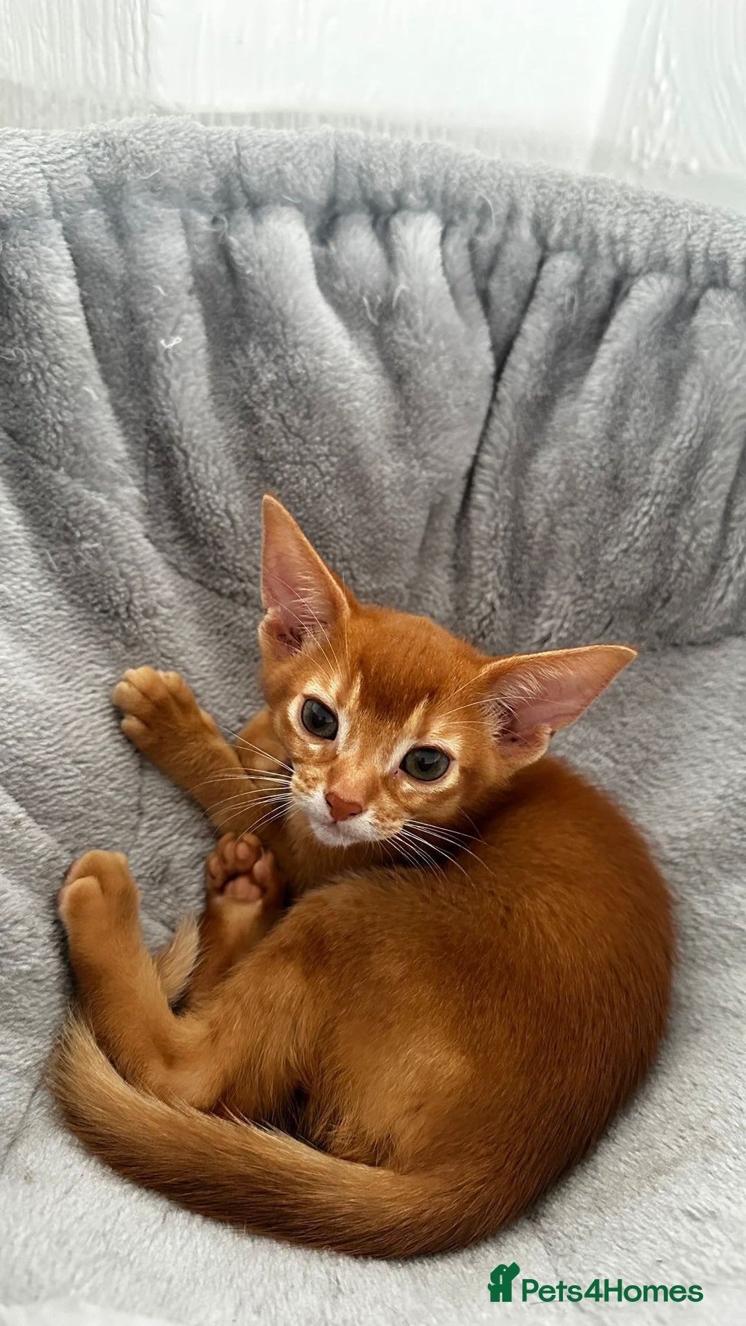 Abyssinian cats for sale: Abyssinian kittens  - Image 16