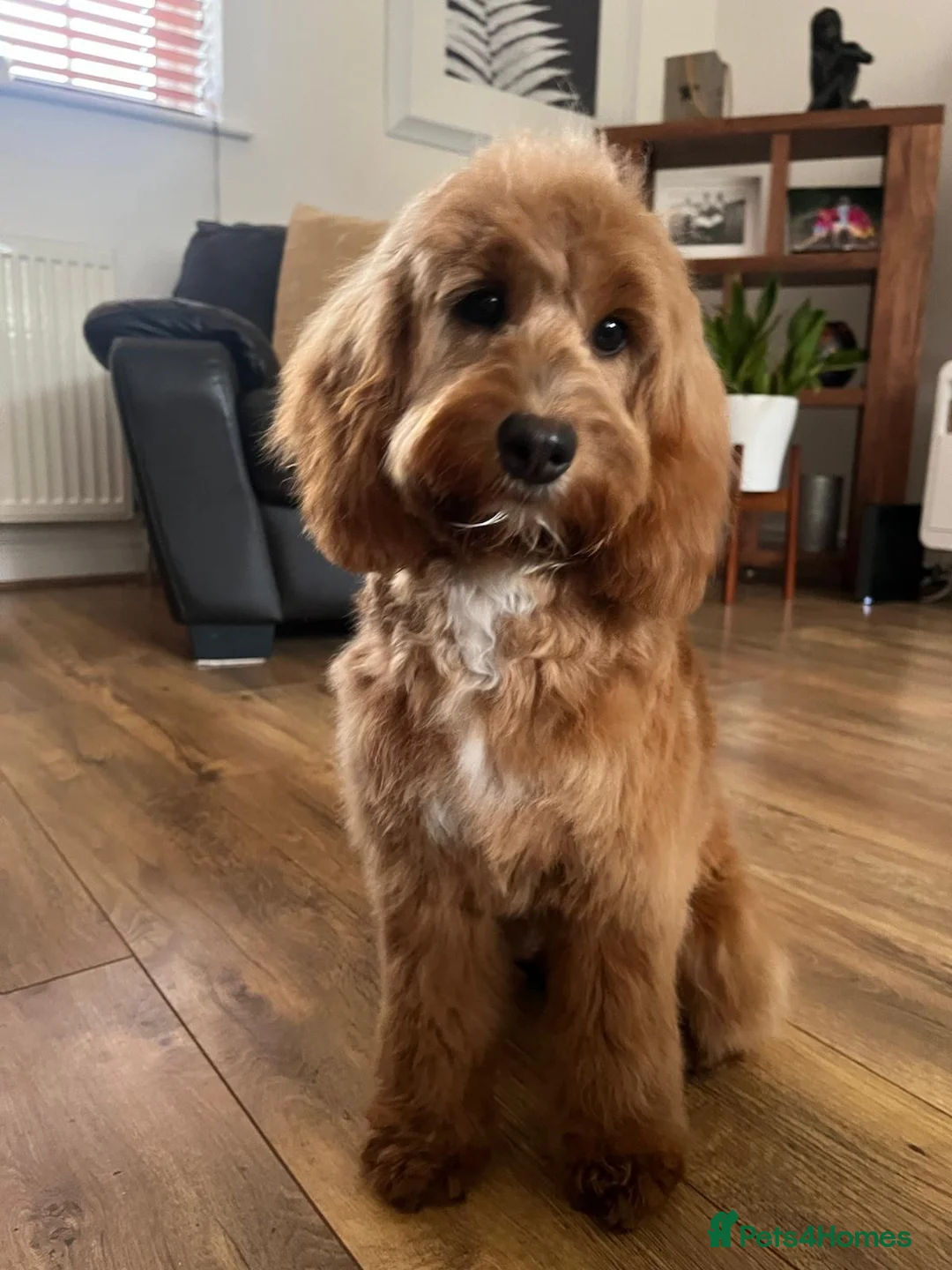 Gallery Image {{count}}