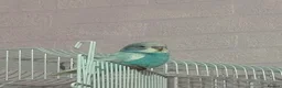 Budgerigars birds for sale: Hand Reared Light Blue Beautiful Budgie - Advert 4