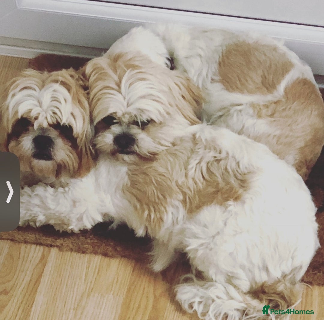 Shih Tzu dogs for sale: Coco & Mia (Not puppies)  - Image 6