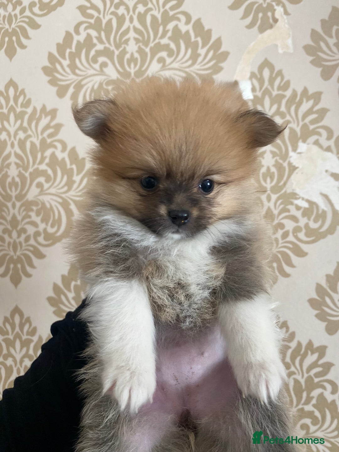 Pomeranian dogs for sale: Beautiful Russian bloodline Pomeranian puppies - Image 24