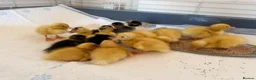 Ducks poultry for sale: Ducklings  - Advert 4