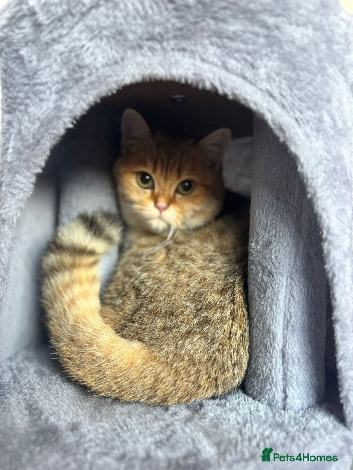 British Shorthair cats for sale: Home cat well kept and cleaned - Advert 11