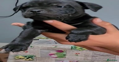 Staffordshire Bull Terrier dogs Pure staffy puppies  - Advert 3