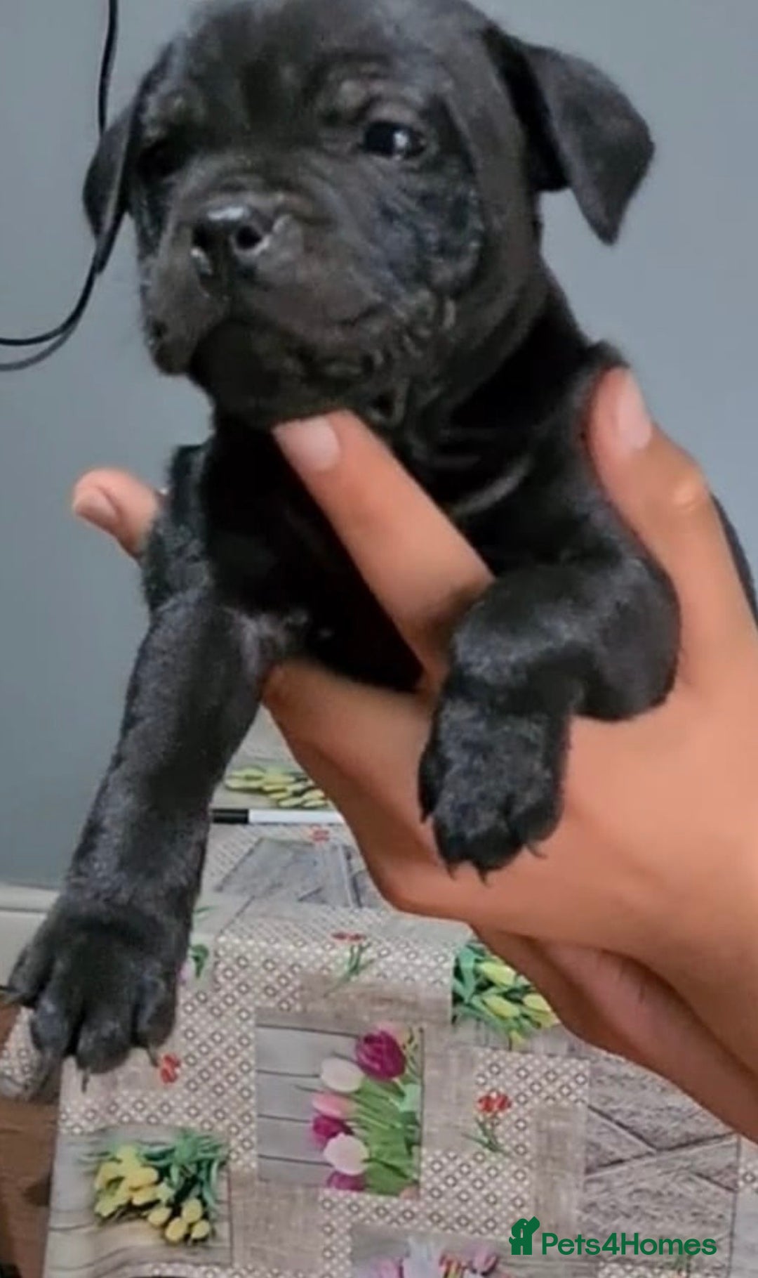 Staffordshire Bull Terrier dogs for sale: Pure blue staffy puppies ready to go - Image 11