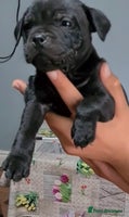 Staffordshire Bull Terrier dogs Pure staffy puppies - Advert 3