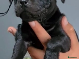 Staffordshire Bull Terrier dogs - Advert 25