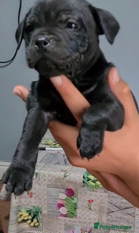 Staffordshire Bull Terrier dogs - Advert 5