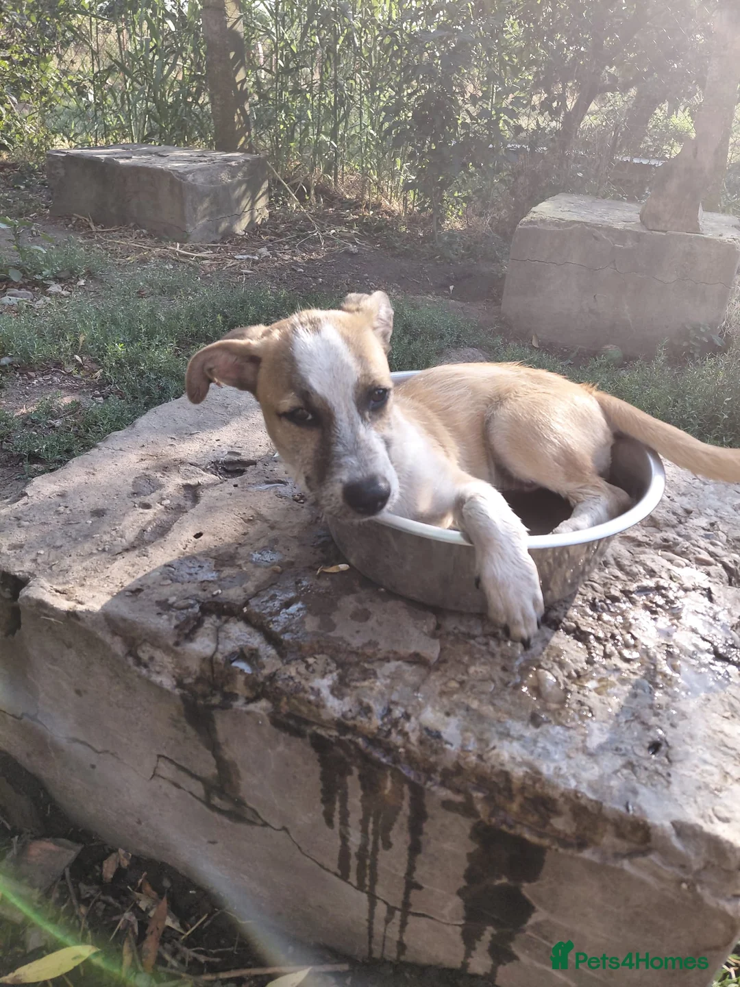 Mixed Breed dogs for adoption: 💖 Meet JESSICA 💖 - a story of Strength and Love - Advert 27