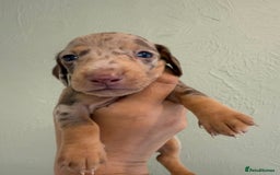 Miniature Dachshund dogs for sale: Miniature dachshunds  - Image 26