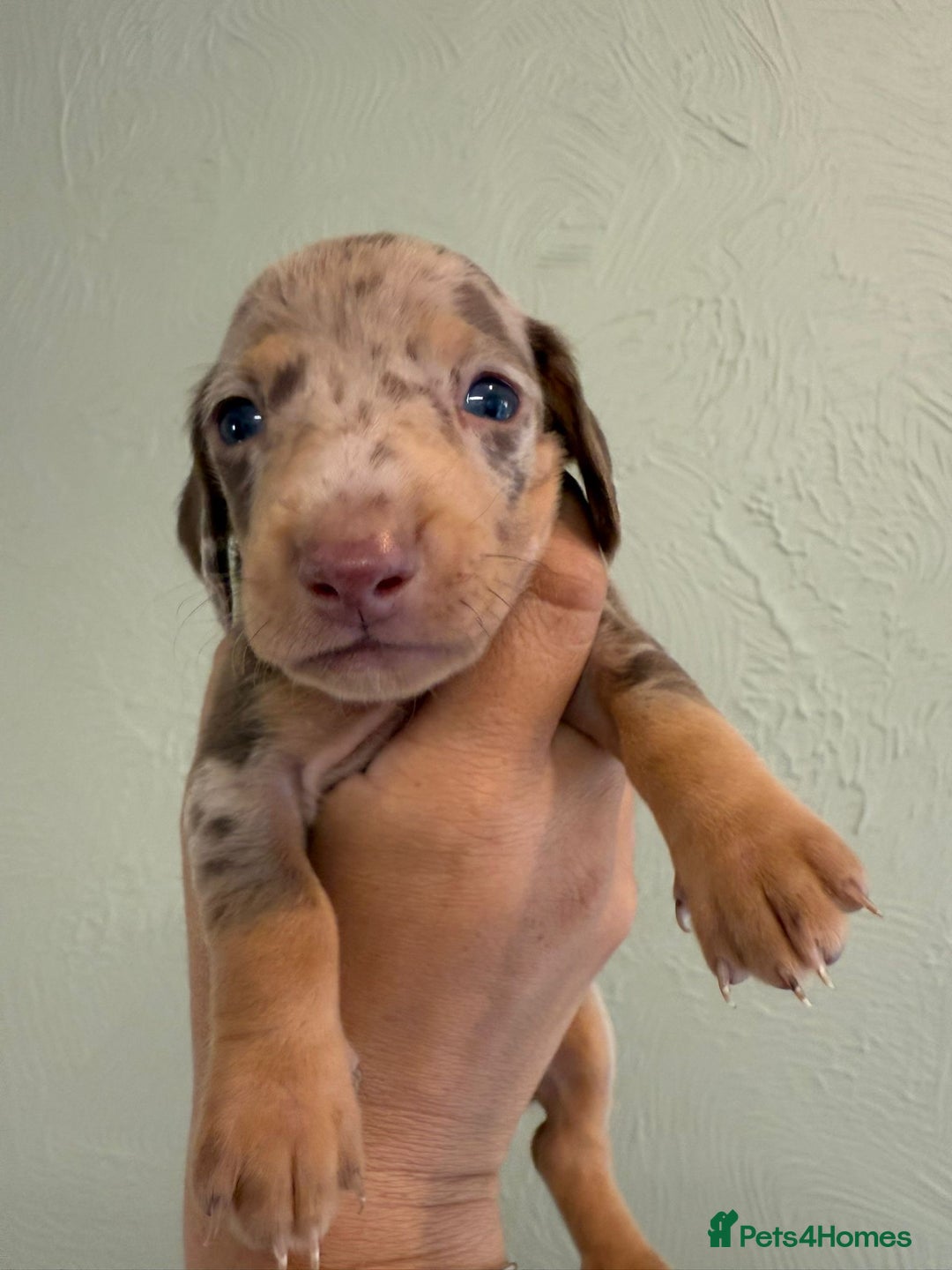 Miniature Dachshund dogs for sale: Miniature dachshunds  - Image 26