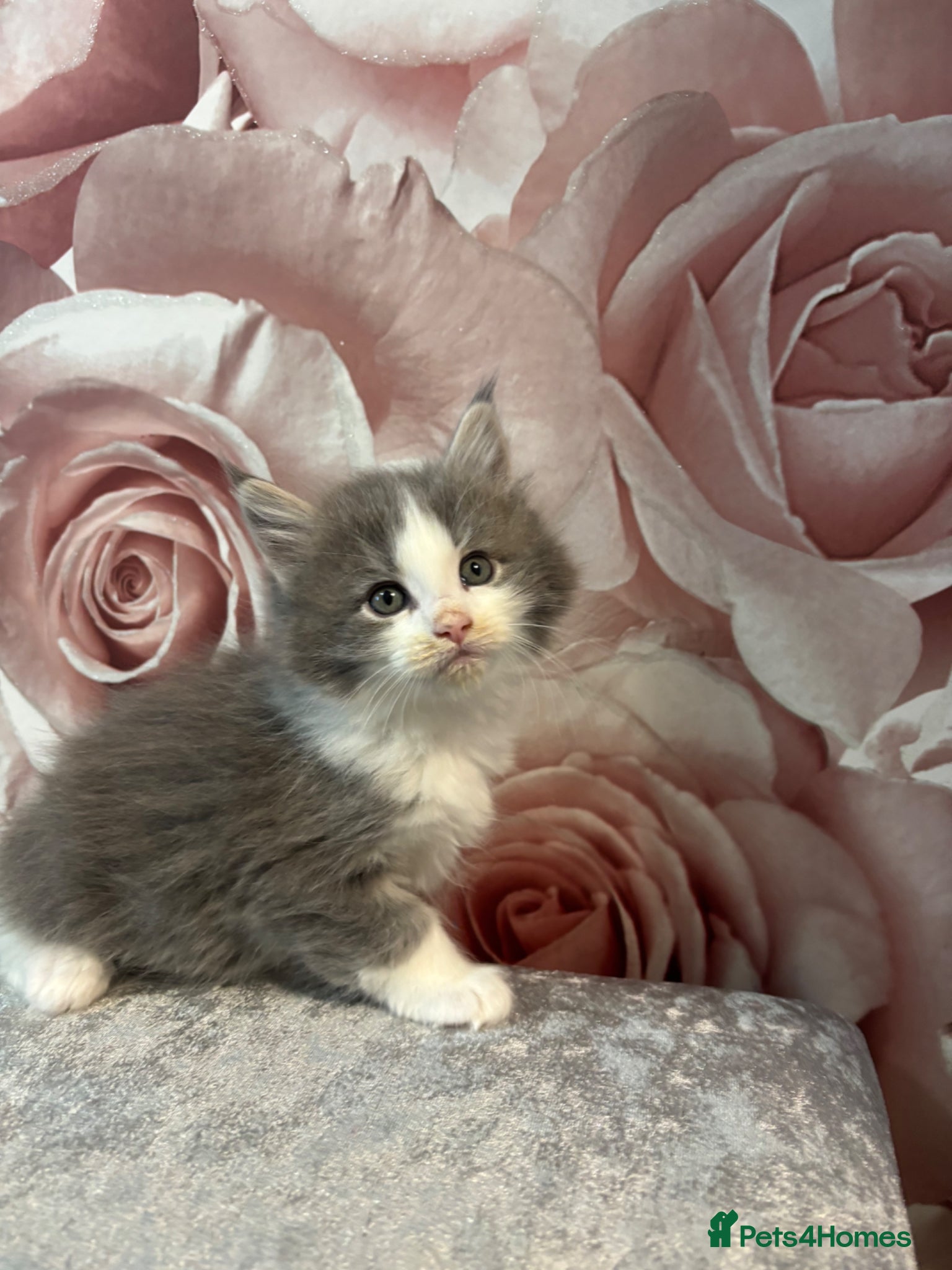 Mixed Breed cats Maine Coon cross long hair Ragdoll Kittens  - Advert 9