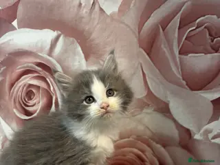 Mixed Breed cats Maine Coon cross long hair Ragdoll Kittens - Advert 9