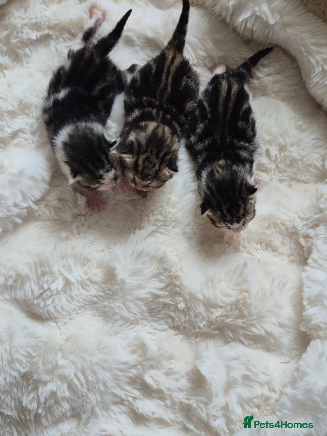 Mixed Breed cats for sale: Kitty's 😻 - Advert 12