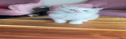 Ragdoll cats for sale: Adorable Purebred Ragdoll Kittens in Brough - Advert 10
