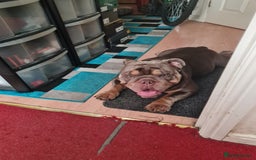 English Bulldog dogs for sale: GHOST - English bulldog  - Image 4