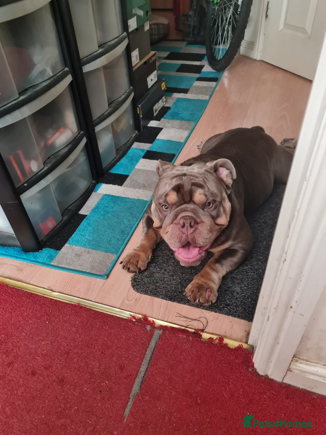 English Bulldog dogs for sale: GHOST - English bulldog  - Image 4