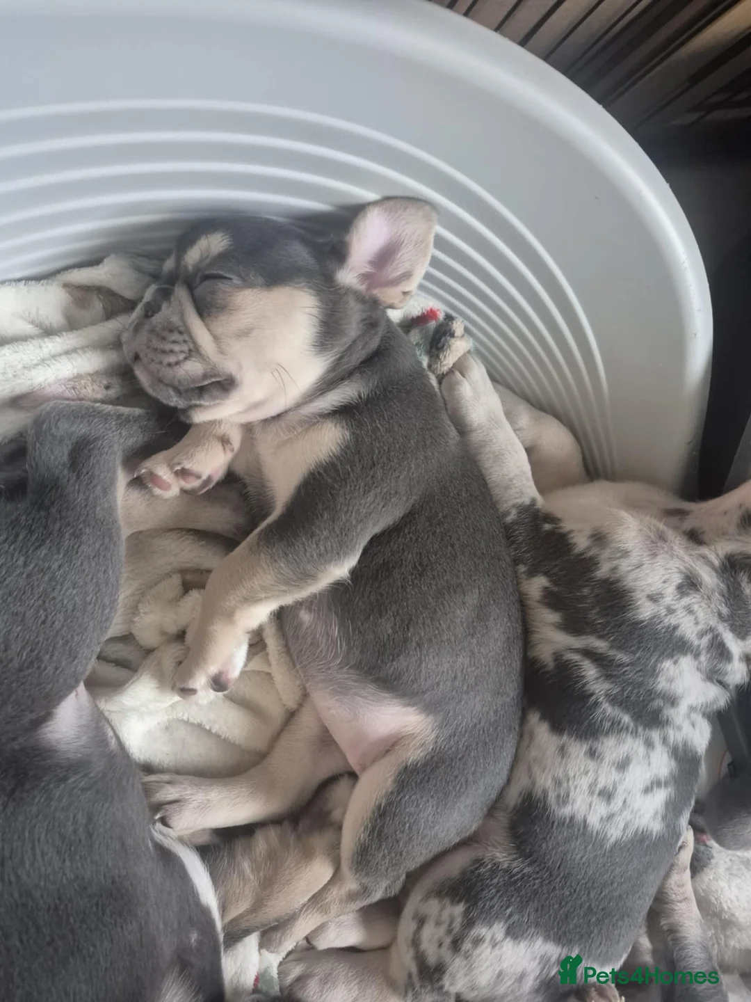 French Bulldog dogs for sale: French Bulldog puppies - Advert 3