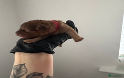 Mixed Breed dogs for sale: 5 Beautiful Cavapoo / Cockapoo puppies  - Image 12