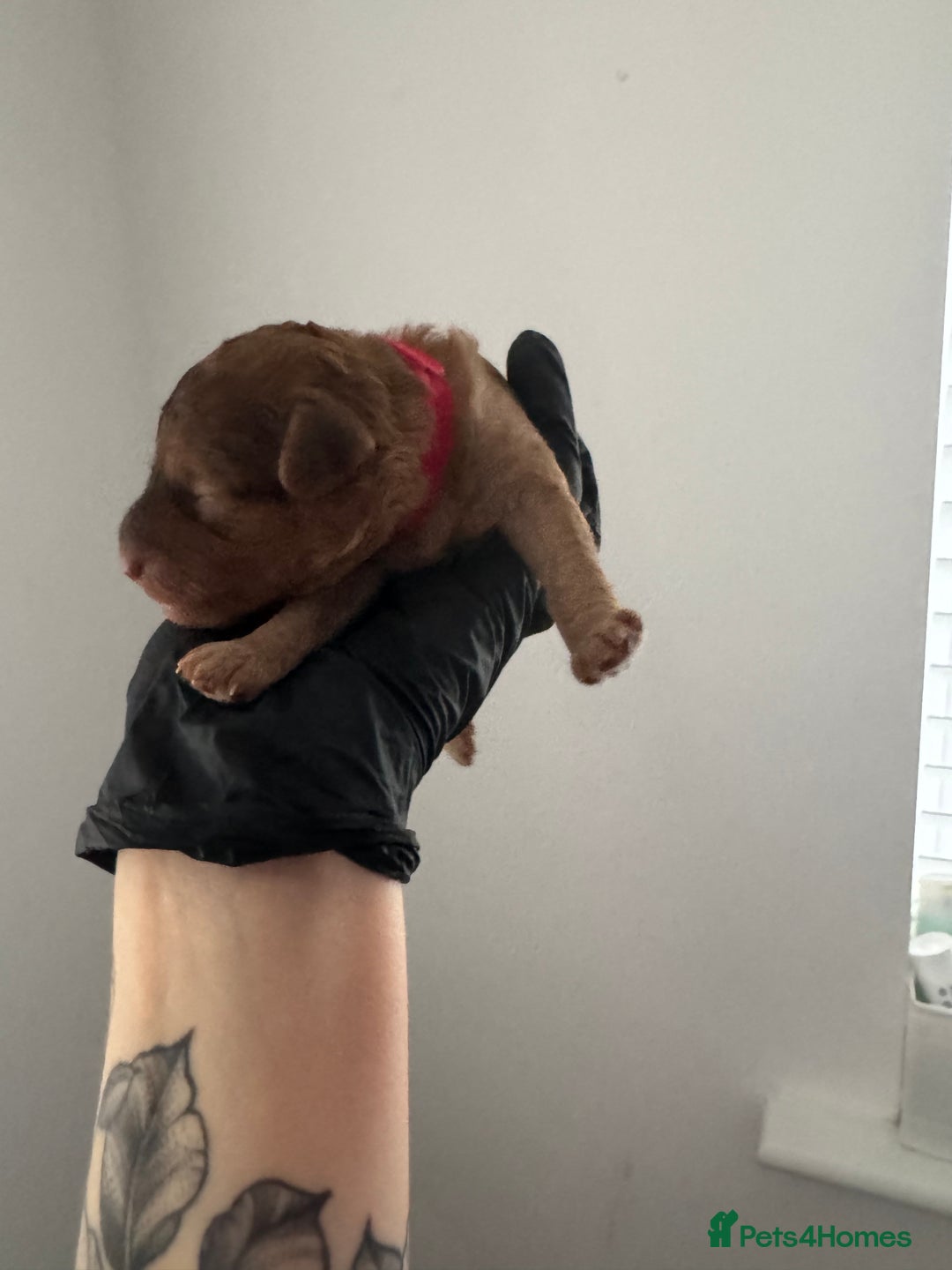 Mixed Breed dogs for sale: 5 Beautiful Cavapoo / Cockapoo puppies  - Image 12