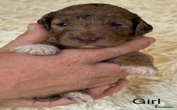 Cockapoo dogs for sale: Beautiful Merle cockapoo puppies ready 19th August - Image 9