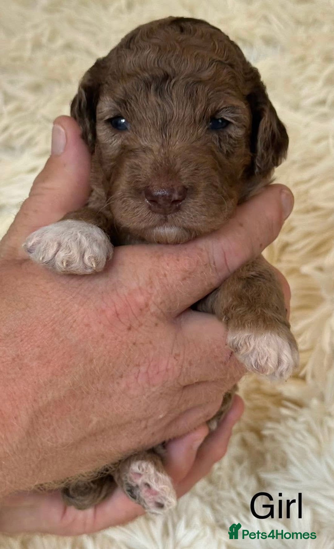 Cockapoo dogs for sale: Beautiful Merle cockapoo puppies ready 19th August - Image 9